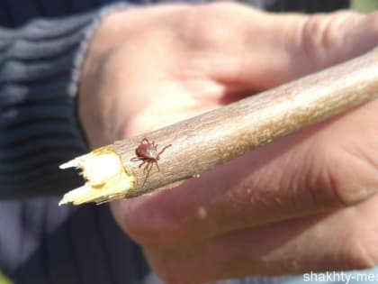 11 жителей города Шахты пострадали от укусов клещей уже в этом году