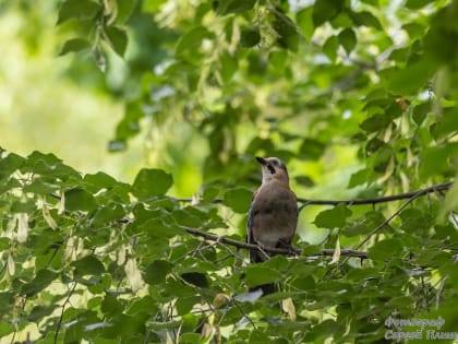 Погода в Таганроге 3 августа: дождей не обещают