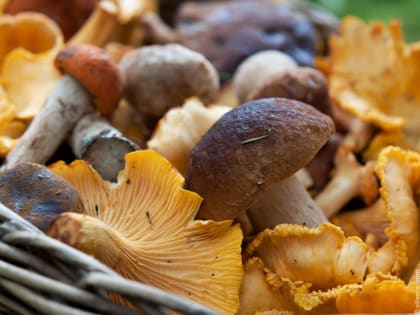 Отравиться можешь и съедобными грибами