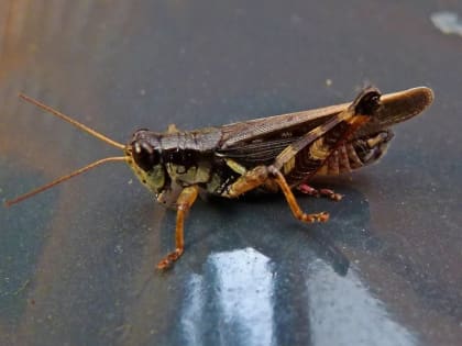 В Ростов снова пришла восьмая казнь египетская?