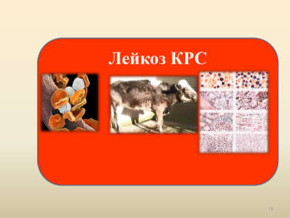 Опасности лейкоза крупного рогатого скота: влияние на здоровье и продуктивность