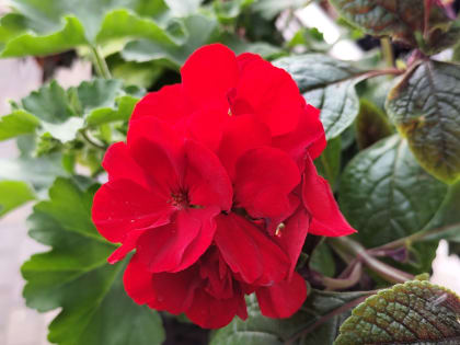 Жаркий и довольно сухой июнь ожидается в Ростове