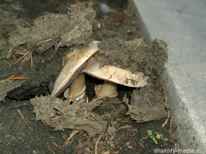 Две шахтинки попали в реанимацию, съев дикорастущие грибы