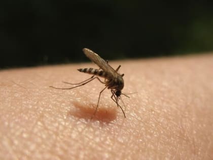 Уже два случая лихорадки Западного Нила зарегистрировали в Ростовской области