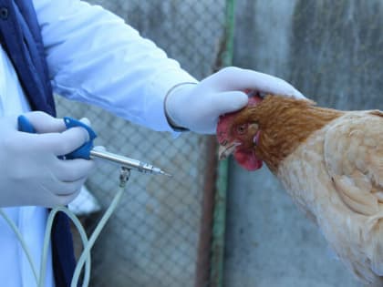 В регионе проходит массовая вакцинация домашних птиц