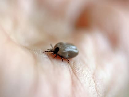 В Ростовской области около 60 человек заболели после укусов клещей