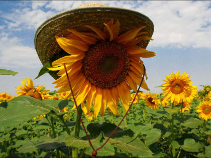 Донские синоптики рассказали, каким будет первый месяц лета
