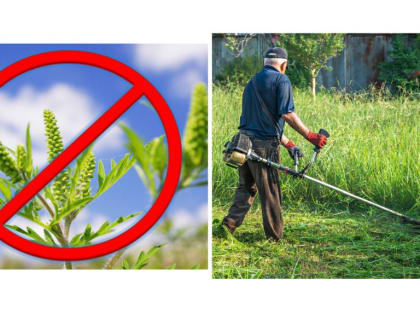 Работа по уничтожению наркосодержащих растений в Усть-Донецком районе