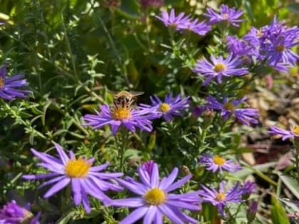 Шахтинцев ждет по-осеннему прохладное начало недели