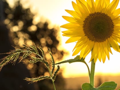 Изнуряющая жара до +35 градусов придет в Ростов 7 августа