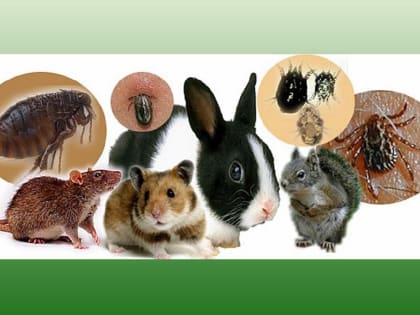 О профилактике природно-очаговых инфекций рассказали ростовские специалисты