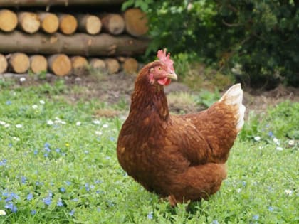 На территории Ростовской области обнаружили вспышку птичьего гриппа. Сейчас инфекцию стараются ликвидировать
