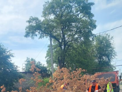 В Миллерово продолжают очищать город от засохших деревьев