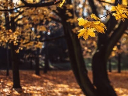 Подготовка растений к зиме в условиях сухой осени