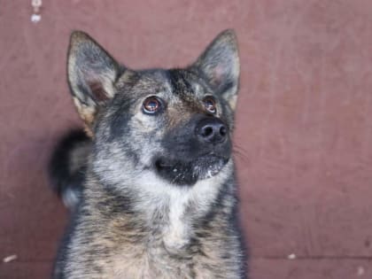 Подари тепло: волгодонцев приглашают дать бездомным животным любящий дом