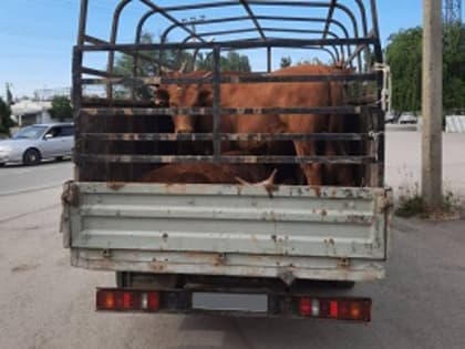 В Астраханской области выявлен очередной факт нарушения ветеринарного законодательства при перемещении сельскохозяйственных животных