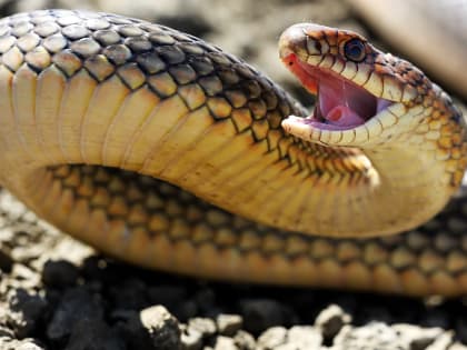 Опасные морские обитатели и гады российского Черноморья. Змея, которая может до смерти напугать