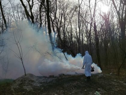 В Ростовской области от укусов клещей пострадали 1 606 детей