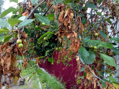 Советы садоводам и владельцам дачных хозяйств: как защитить косточковые плодовые культуры от болезней