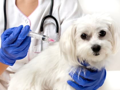 Профилактика бешенства.