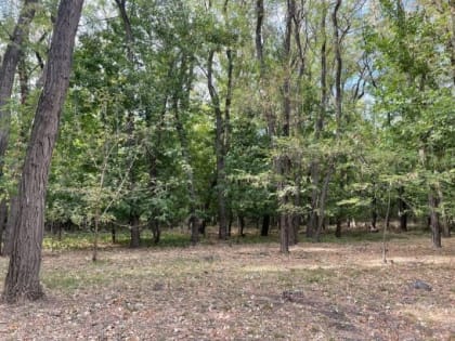 В Ростове на вырубку аварийных деревьев выделят 1,5 миллиона рублей