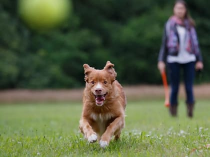 Пять основных правил профилактики бешенства у людей
