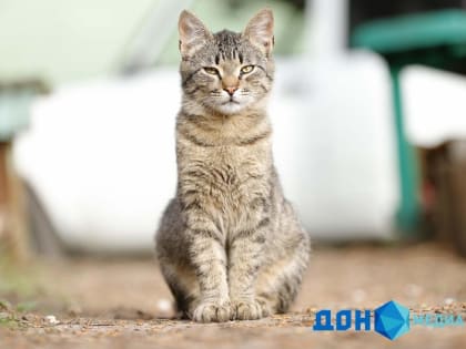 Отечественную вакцину от аллергии на кошек начнут испытывать уже в 2023 году