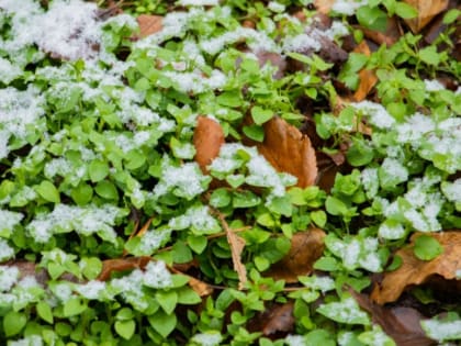 Синоптики рассказали о резком похолодании в Ростове на следующей неделе