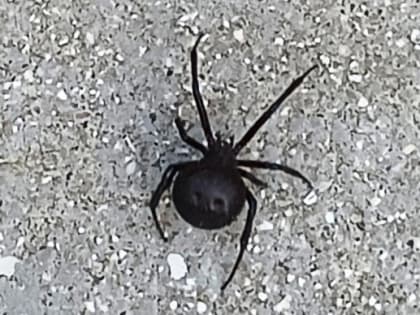 Соцсети: в Таганроге на Богудонии обнаружили каракуртов