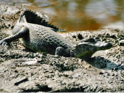 Насколько опасен батайский крокодил, рассказал эксперт ростовского зоопарка