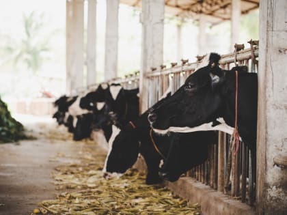 Чем опасен ящур для человека?