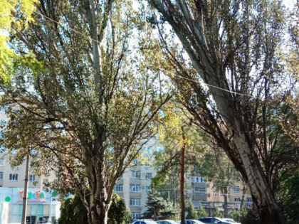 Жители Таганрога пожаловались на опасное дерево на улице Осипенко