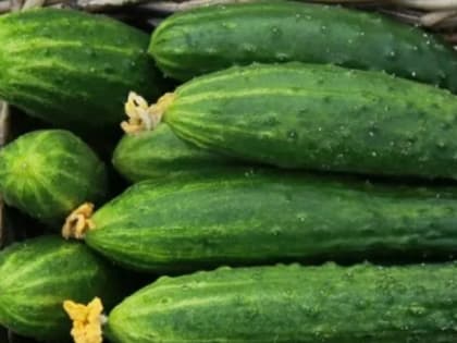 Помогут ли рыночные отношения ростовским торговцам?