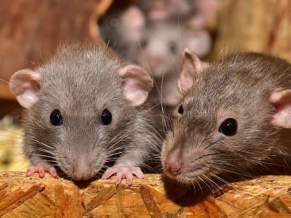 В Ростове провели дератизационные мероприятия на площади 3,4 гектара