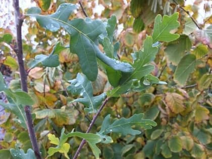 Начало рабочей недели в Шахтах будет теплым и дождливым