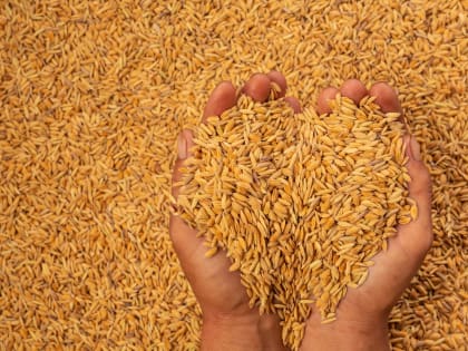 Почти 300 тысяч тонн зерна отгружено из портов региона в августе