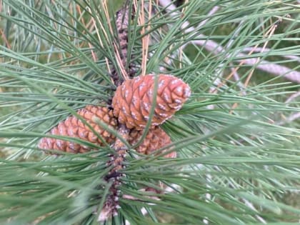 Теплый и ветреный день обещают шахтинцам