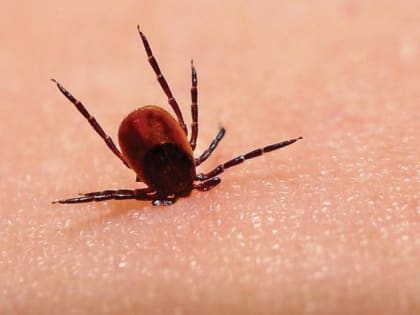 На Дону наступил сезон активности клещей