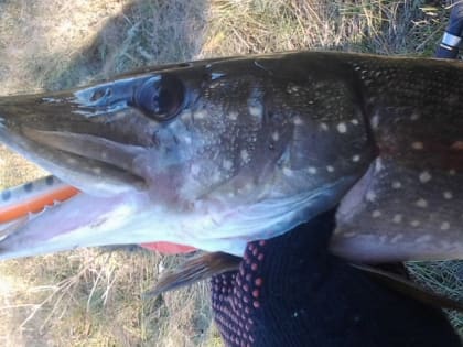 В Ростовской области обнаружили чуму у щук