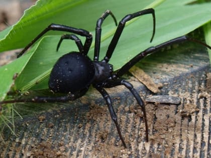 Ростовские врачи спасли мужчину после укуса ядовитого паука