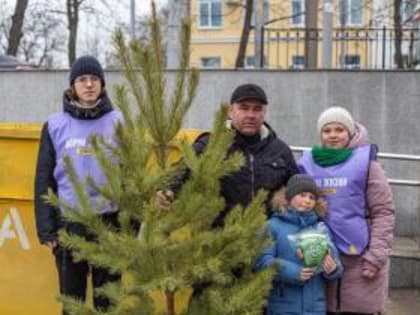 Результаты акции по сбору новогодних ёлок для переработки