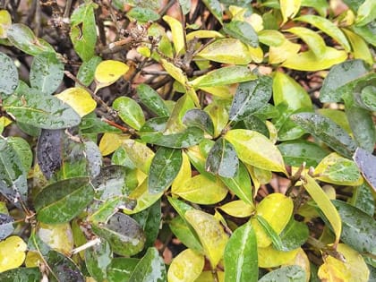 Дождливая и теплая погода ожидает шахтинцев