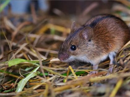 Россельхознадзор информирует