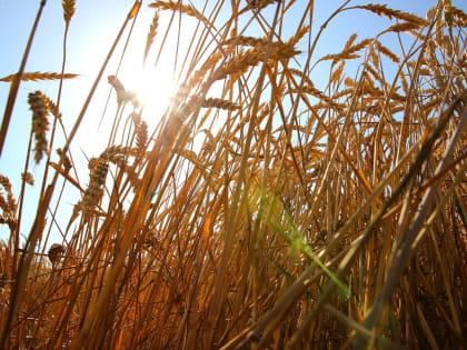 Василий Голубев: «Впереди у аграриев самая жаркая пора»
