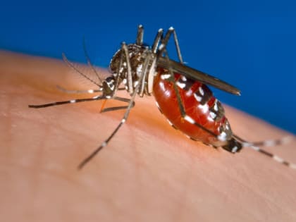 Высока опасность лихорадки Западного Нила в Ростовской области
