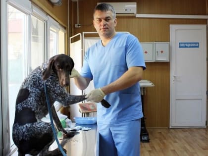 Жители Новочеркасска могут стерилизовать своих животных со скидкой