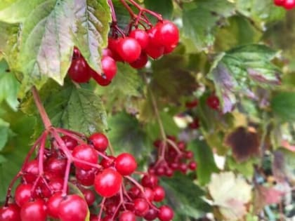 Теплые и дождливые выходные ждут шахтинцев