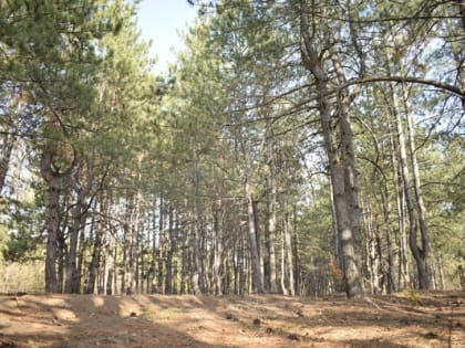 Новая неделя в Шахтах начнется с похолодания и дождя