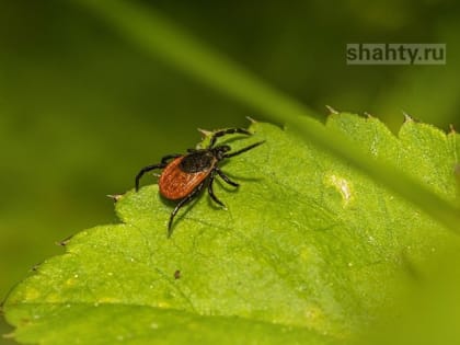После укусов клещами пять человек заболели лихорадкой Ку