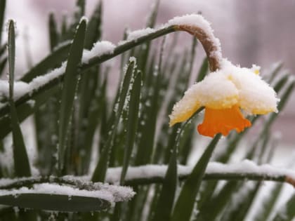 Заморозки и мокрый снег прогнозируют в Ростовской области в ноябре